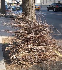 brush pile.jpg
